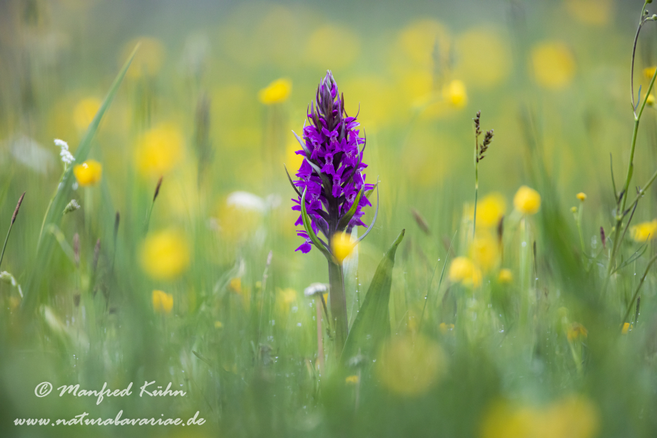 Knabenkraut (Fleischfarbenes)_0050