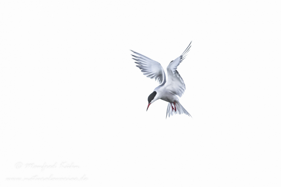 Seeschwalbe (Fluss-)_0021