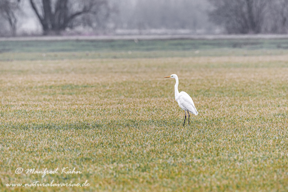 Silberreiher ()_0006