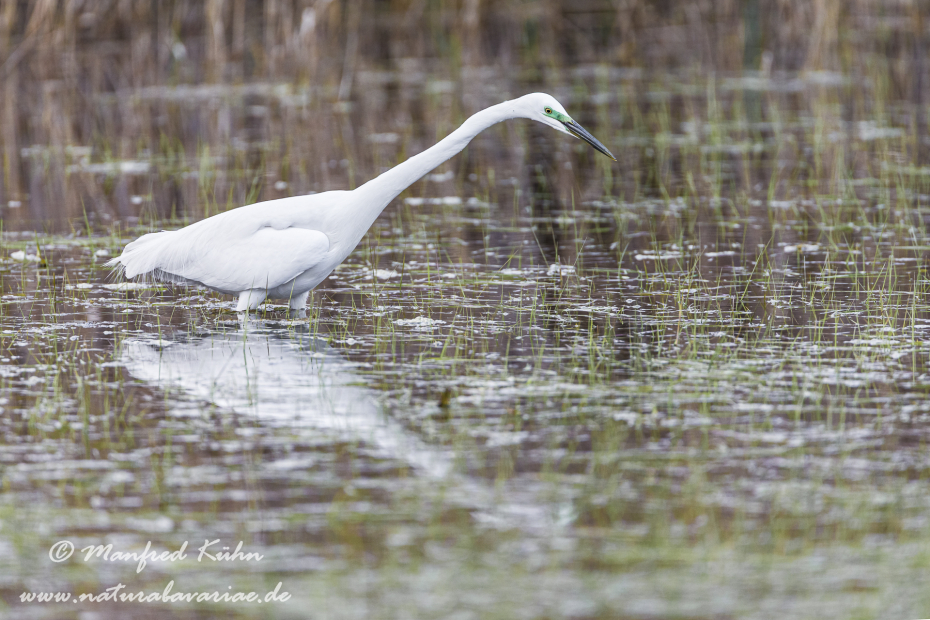 Silberreiher ()_0016