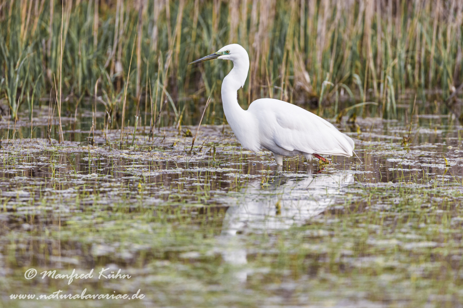 Silberreiher ()_0022