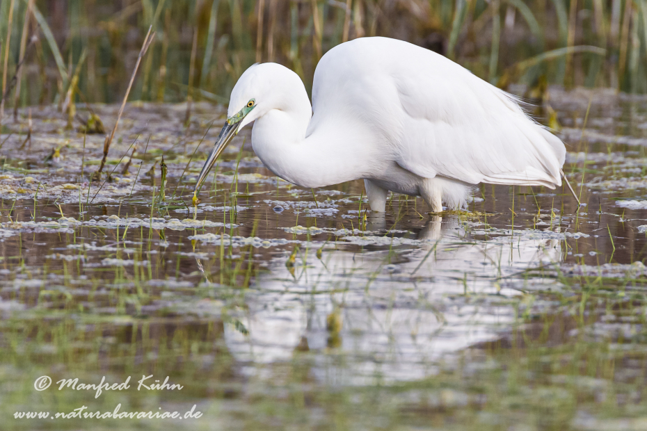Silberreiher ()_0026