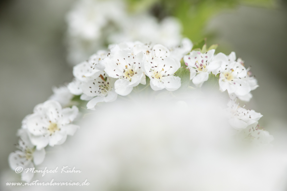 Weißdorn (Eingriffeliger)_0025