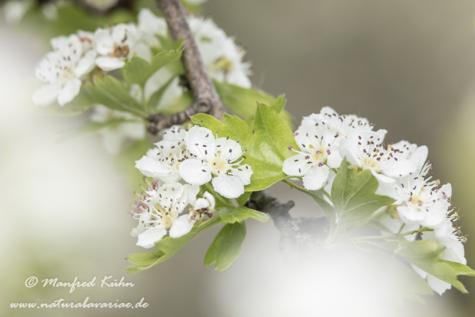 Weißdorn (Eingriffeliger)_0034