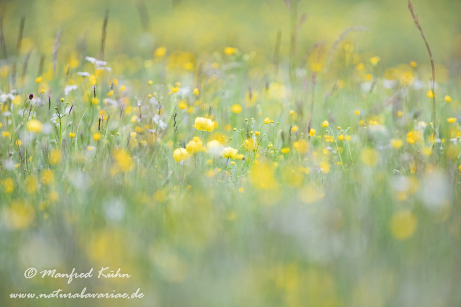 Trollblume ()_0025