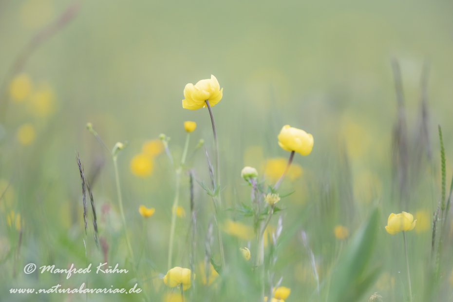 Trollblume ()_0026