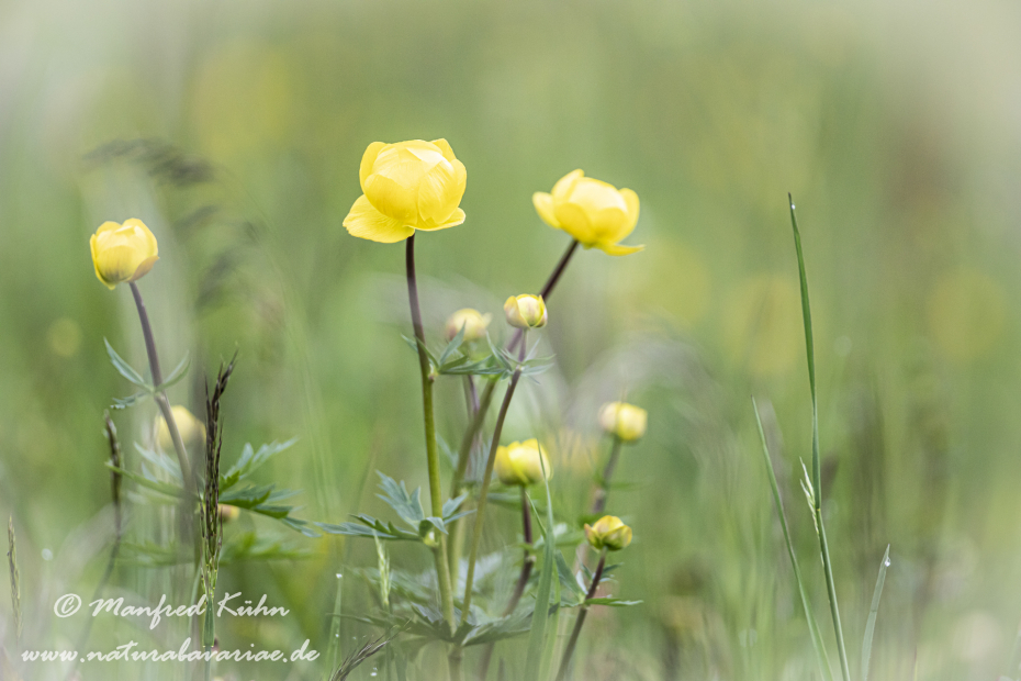 Trollblume ()_0028