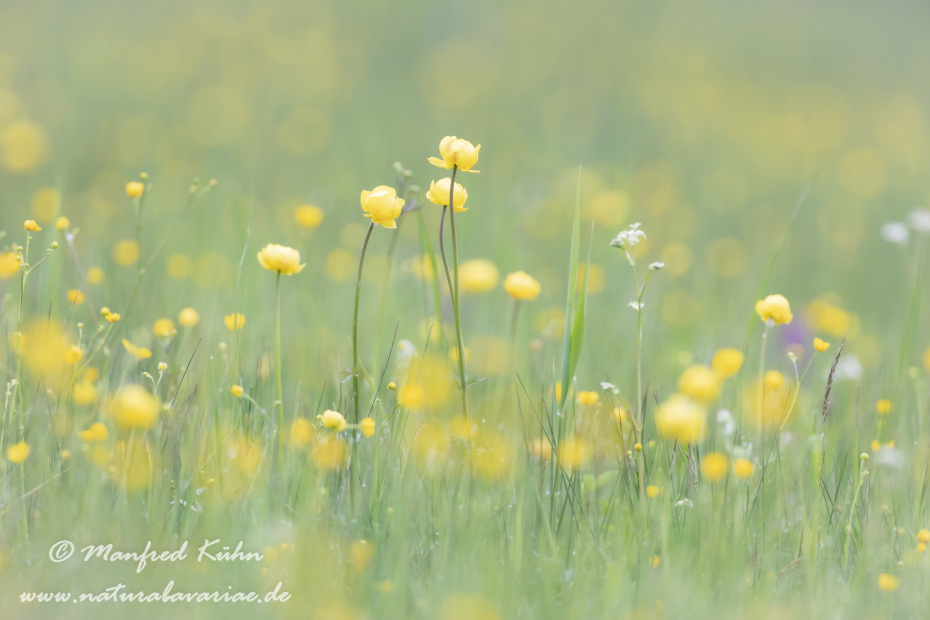 Trollblume ()_0030