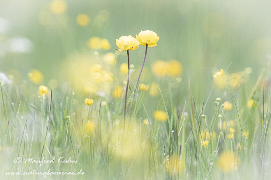 Trollblume ()_0031
