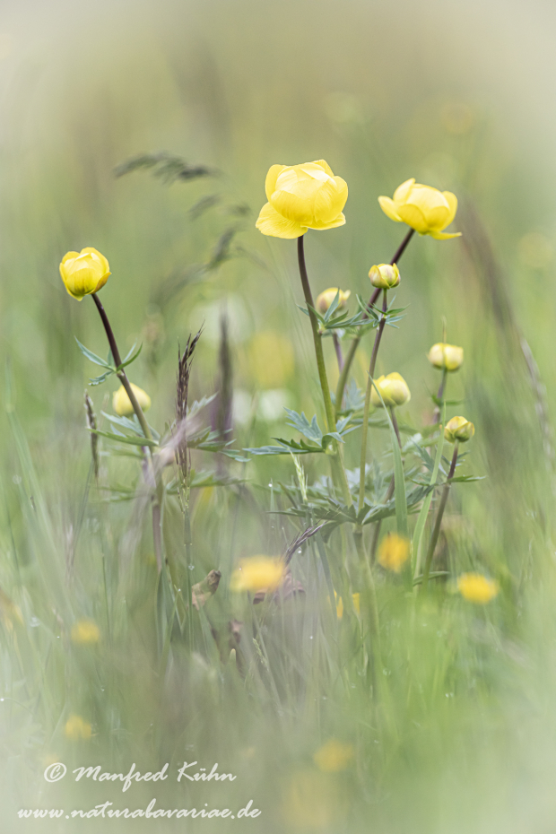 Trollblume ()_0033