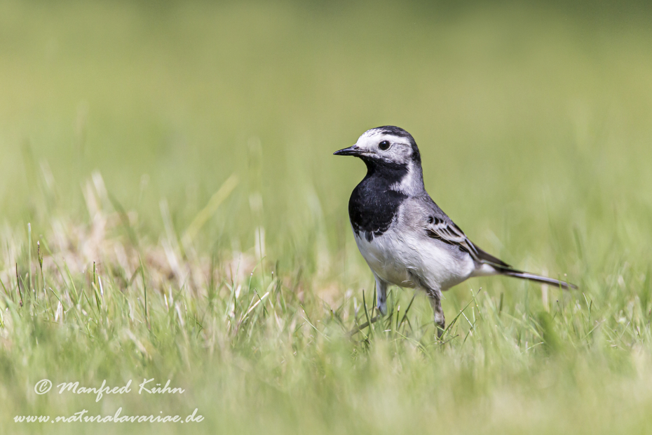Bachstelze ()_0013