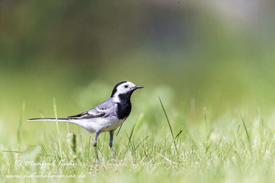 Bachstelze ()_0018
