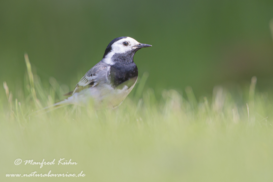 Bachstelze ()_0020