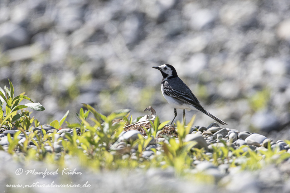 Bachstelze ()_0054