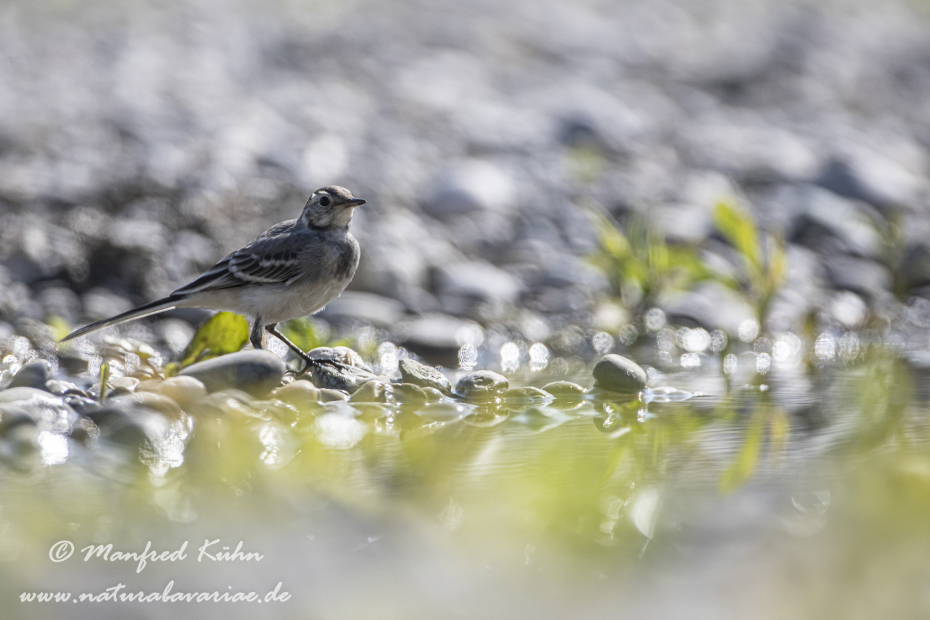 Bachstelze ()_0055
