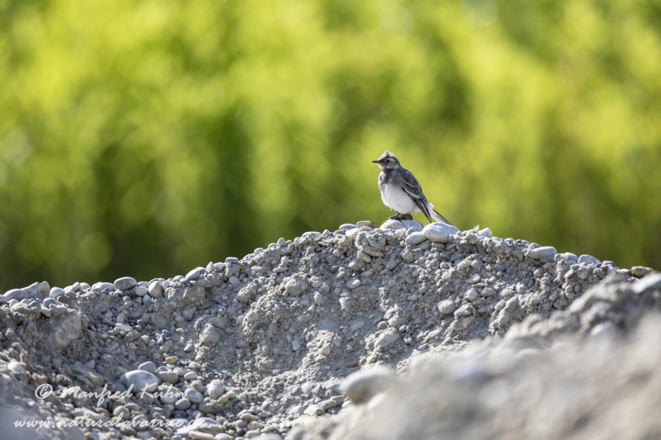 Bachstelze ()_0060