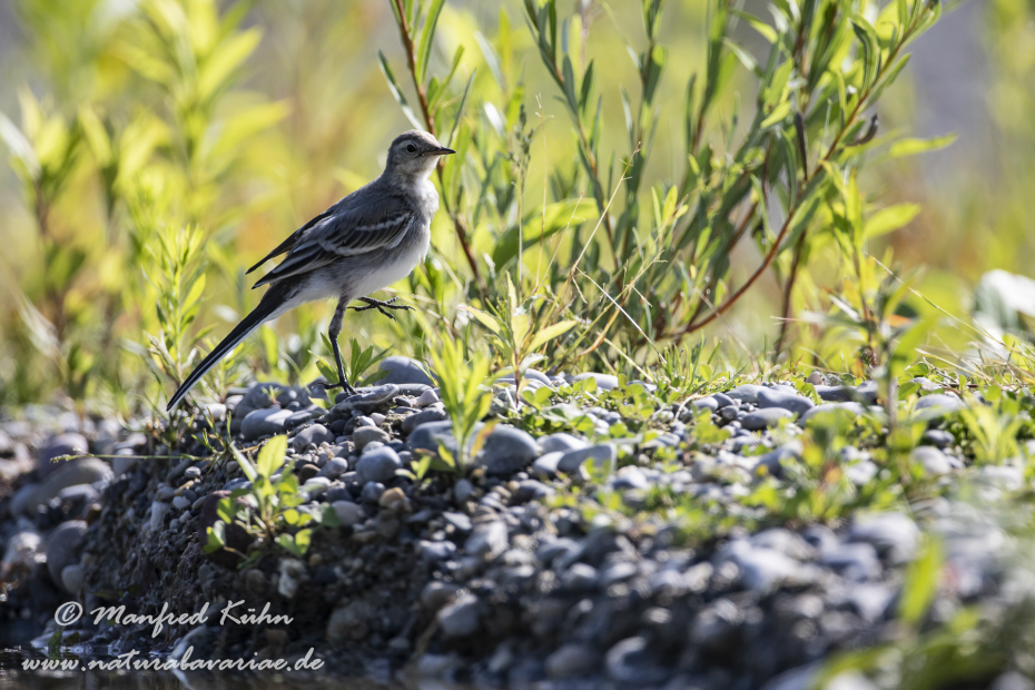 Bachstelze ()_0061