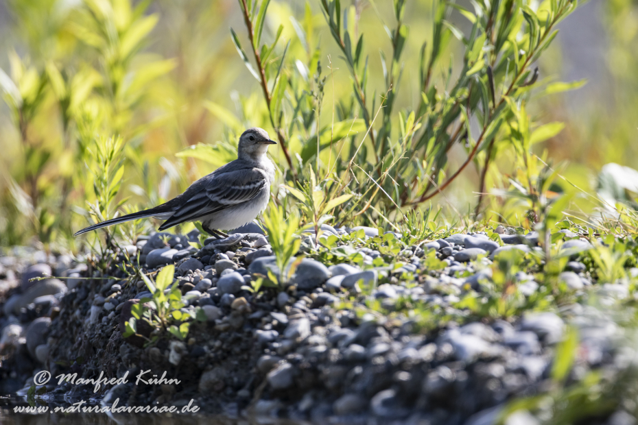 Bachstelze ()_0062
