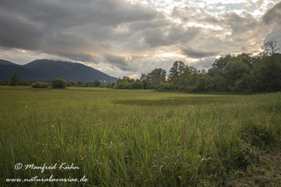 Murnauer Moos (BAY_LKR_GAP)_0042