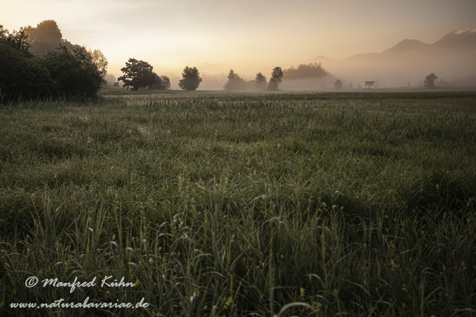 Murnauer Moos (BAY_LKR_GAP)_0063