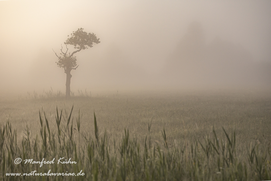 Murnauer Moos (BAY_LKR_GAP)_0065