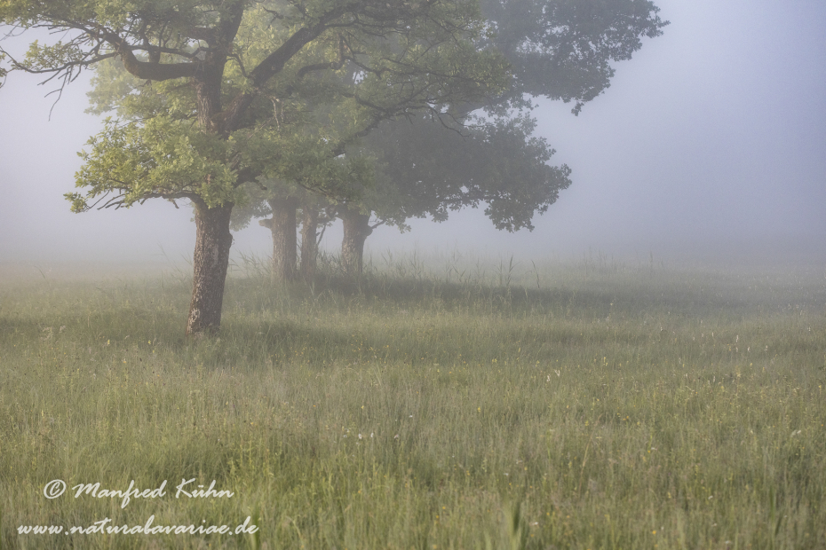 Murnauer Moos (BAY_LKR_GAP)_0066