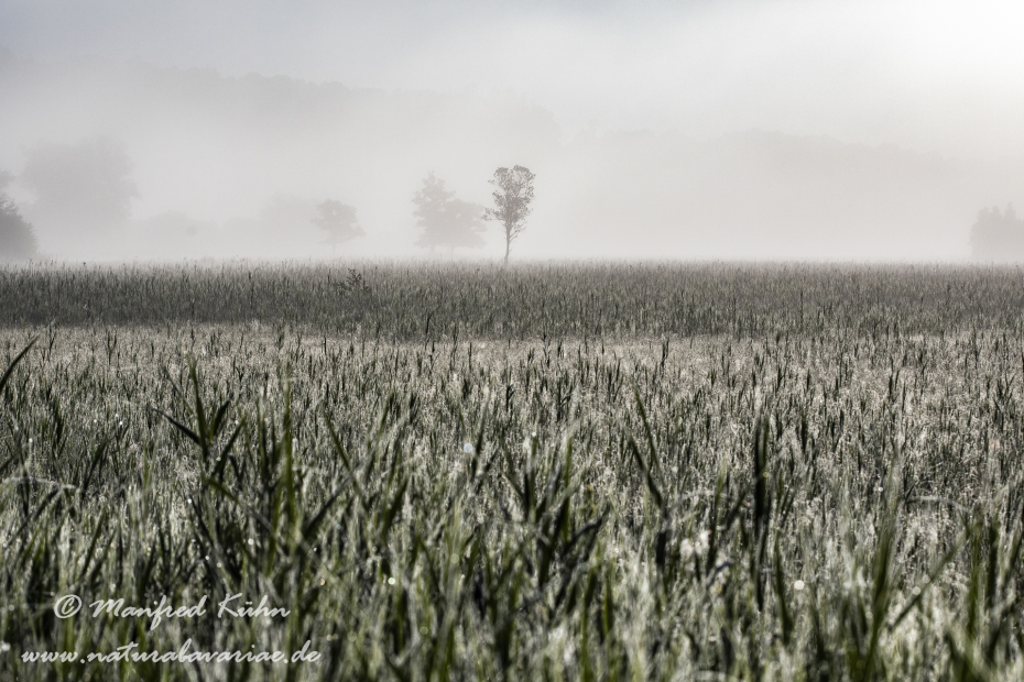 Murnauer Moos (BAY_LKR_GAP)_0070