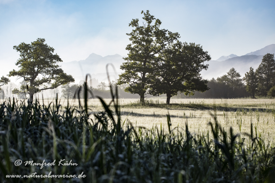 Murnauer Moos (BAY_LKR_GAP)_0072