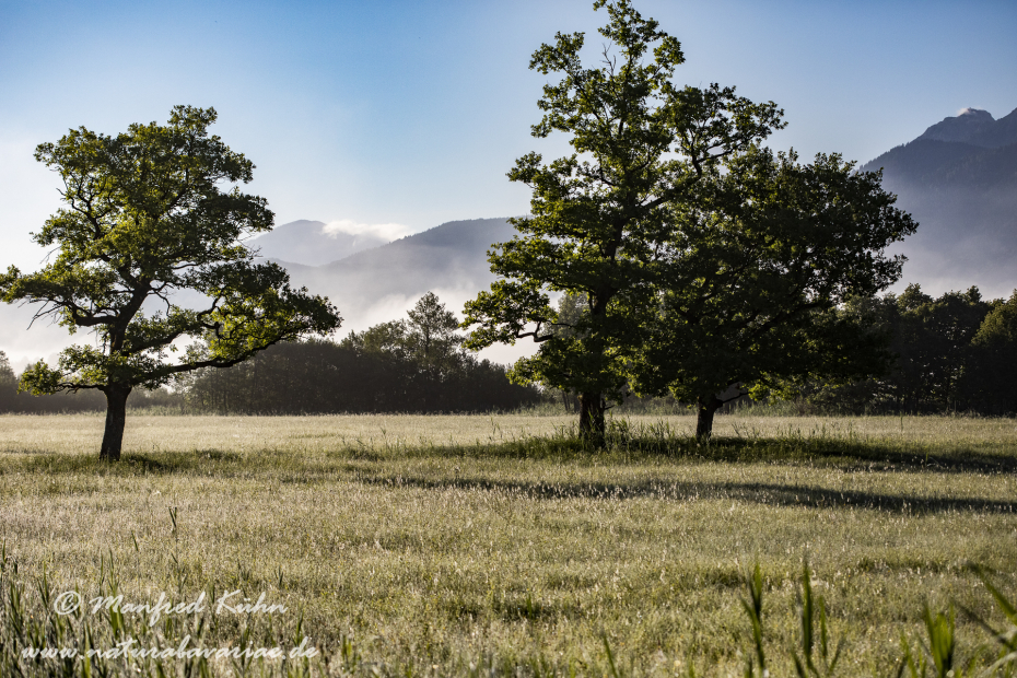 Murnauer Moos (BAY_LKR_GAP)_0073