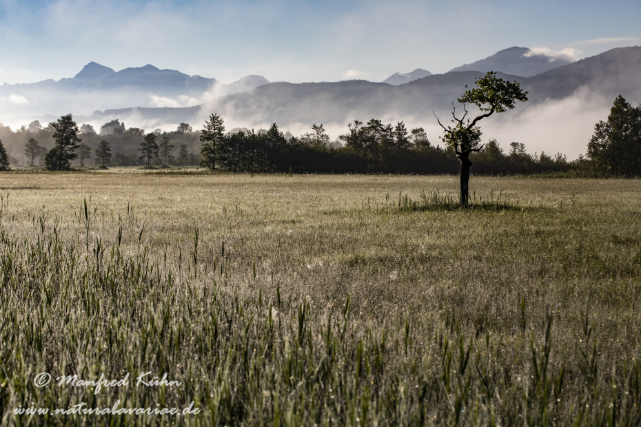 Murnauer Moos (BAY_LKR_GAP)_0074