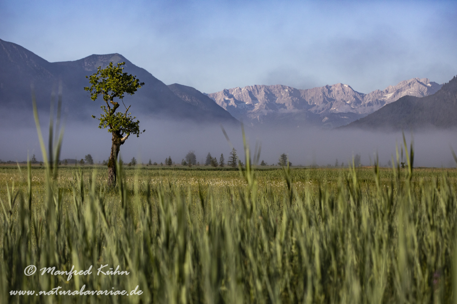 Murnauer Moos (BAY_LKR_GAP)_0078
