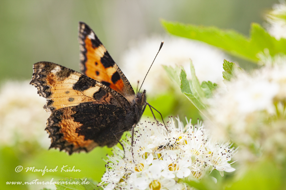 Fuchs (Kleiner)_0005