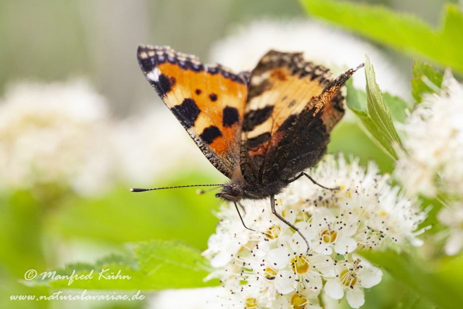 Fuchs (Kleiner)_0011