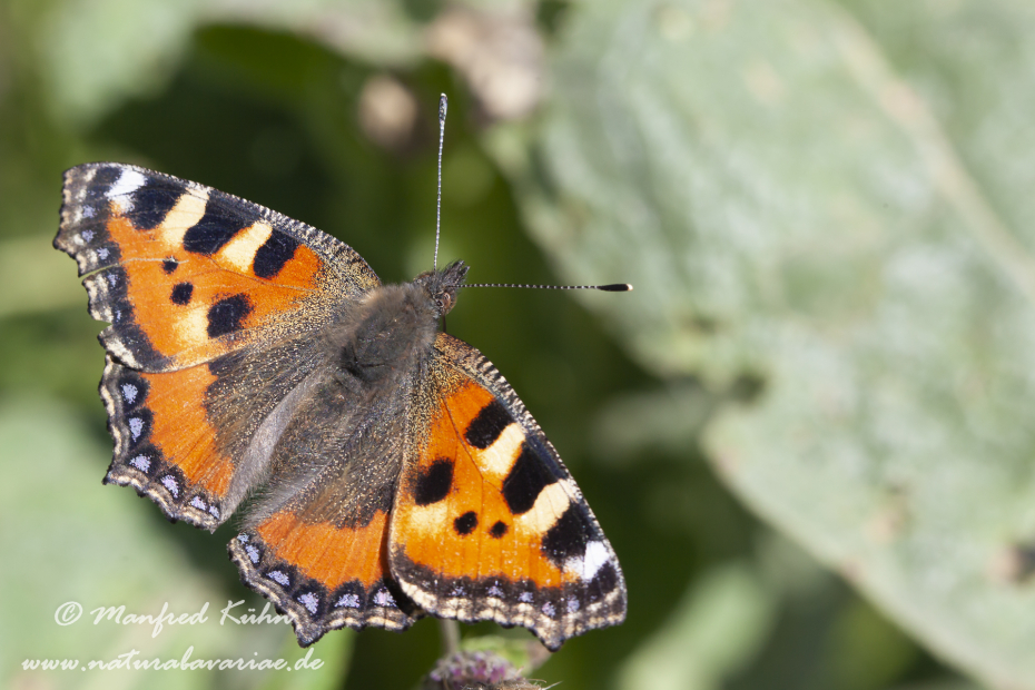Fuchs (Kleiner)_0015
