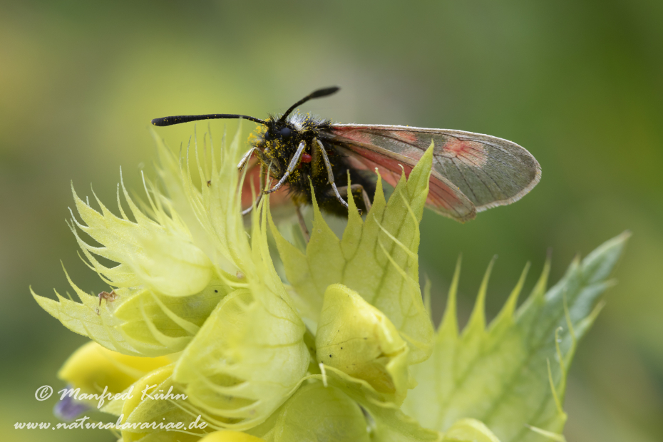 Widderchen (Hochalpen-)_0007