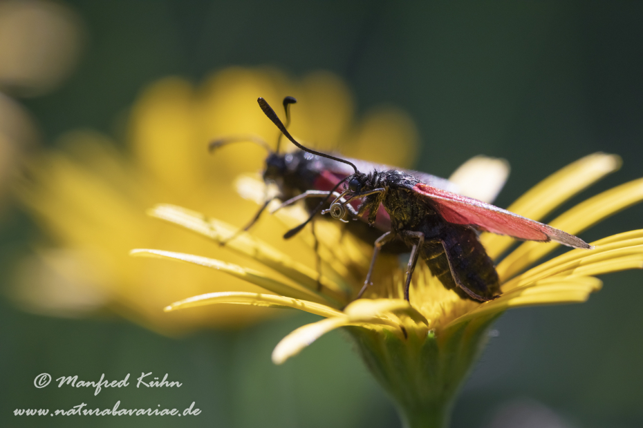 Widderchen (Thymian-)_0018