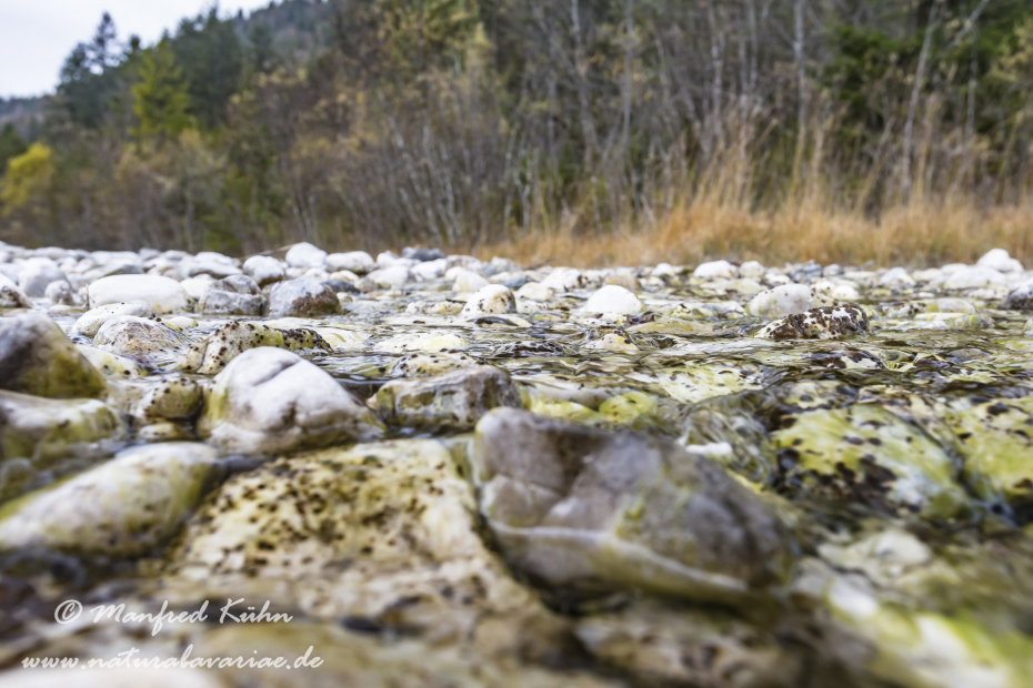 Isar (BAY_LKR_TÖL)_0062