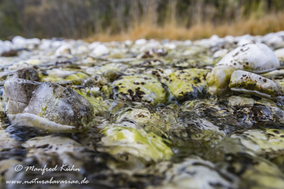 Isar (BAY_LKR_TÖL)_0064