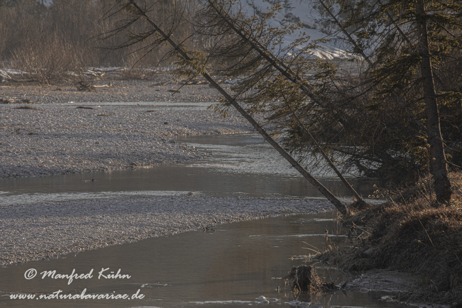 Isar (BAY_LKR_TÖL)_0083