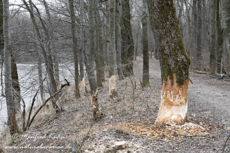 Isar (BAY_LKR_FS)_0016
