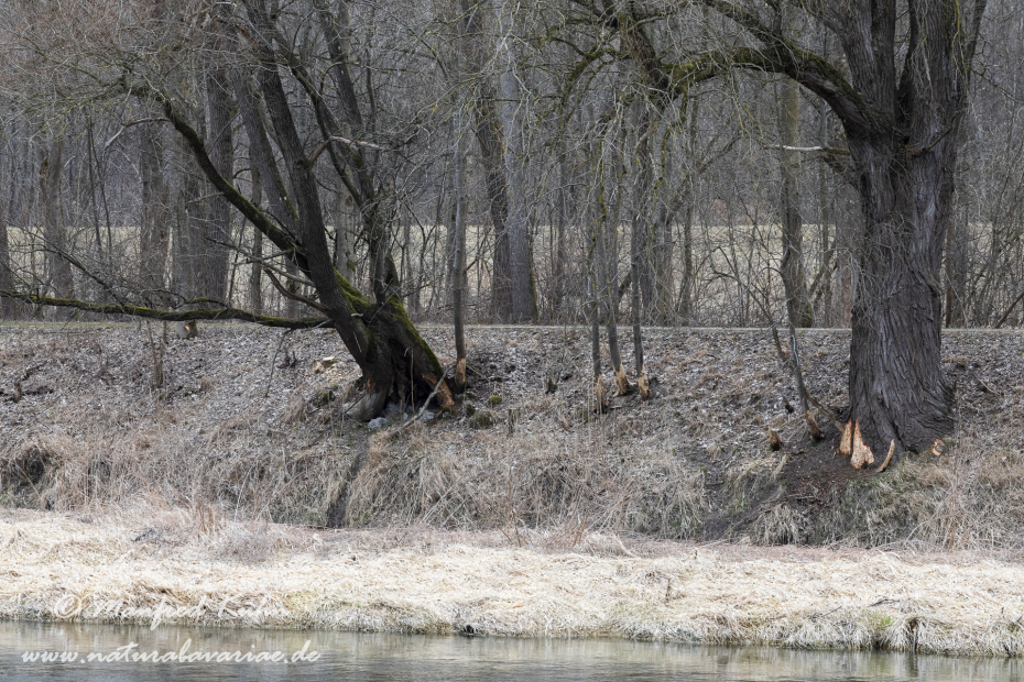 Isar (BAY_LKR_FS)_0028