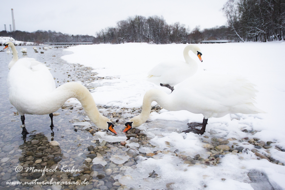 Isar (BAY_LKR_M)_0018