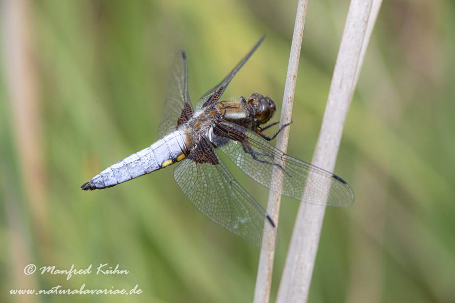 Plattbauch ()_0010