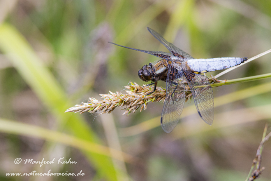 Plattbauch ()_0014