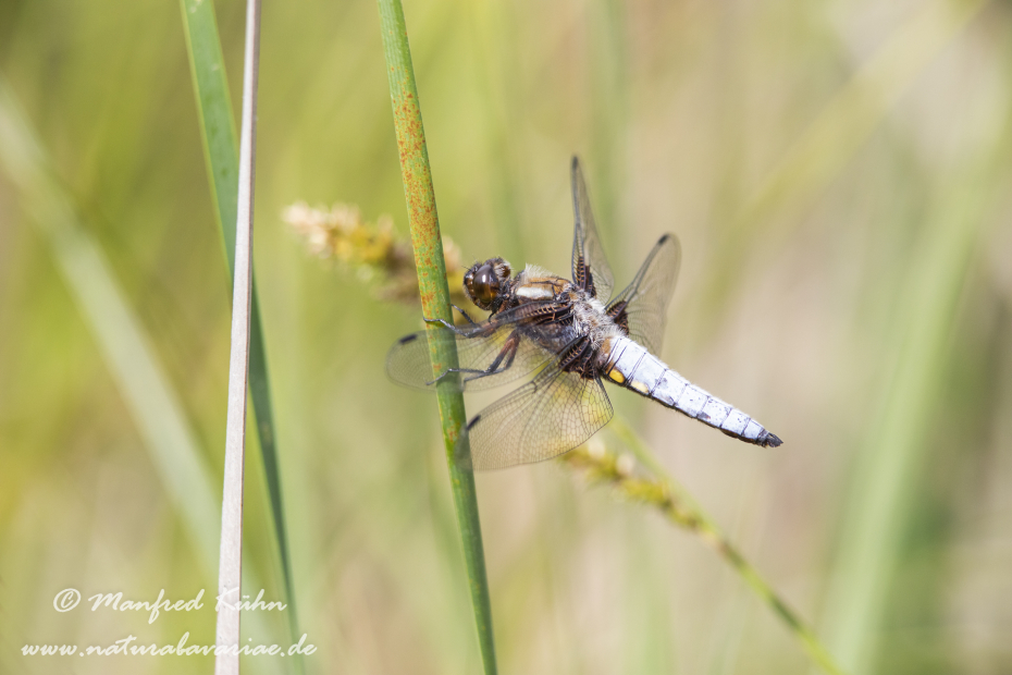 Plattbauch ()_0016