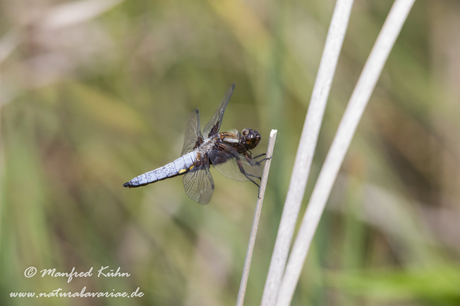 Plattbauch ()_0018