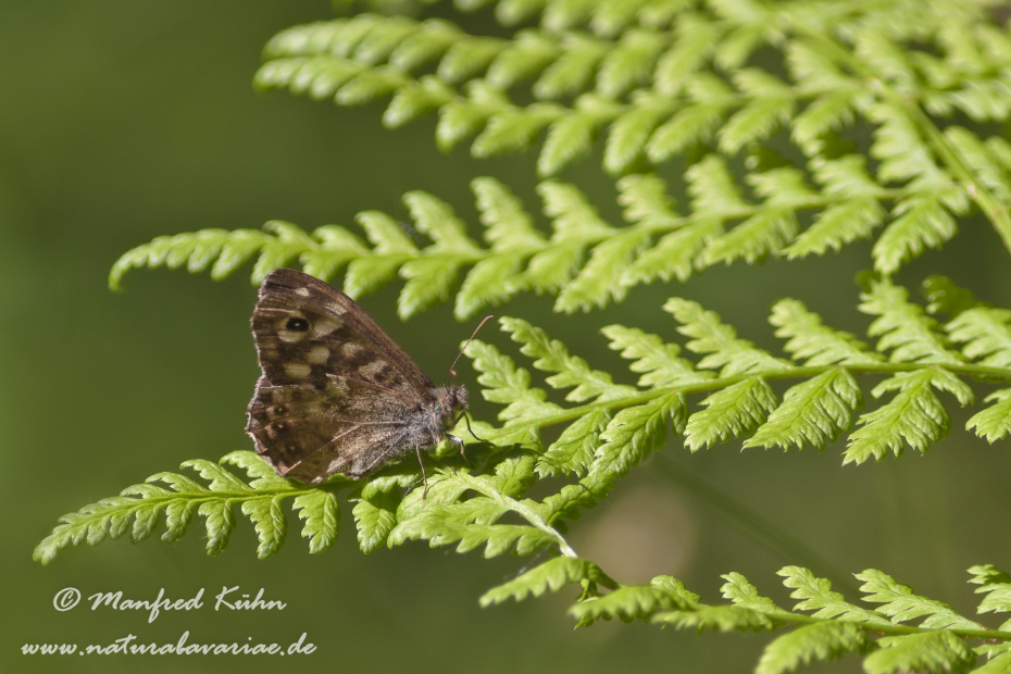 Waldbrettspiel ()_0012
