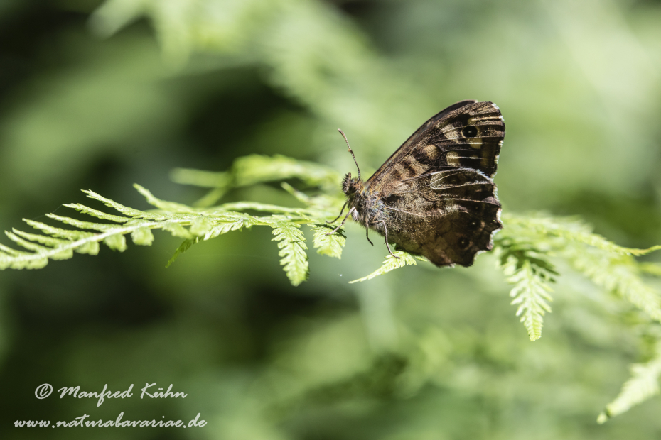Waldbrettspiel ()_0020