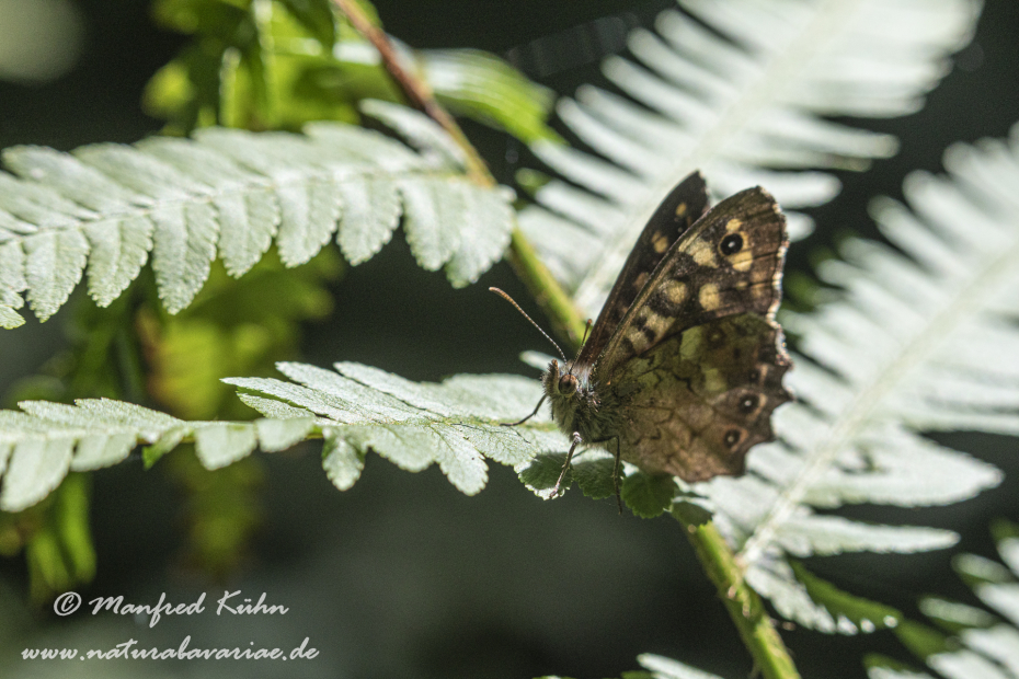 Waldbrettspiel ()_0041