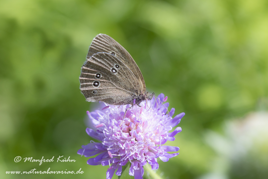 Waldvogel (Brauner)_0010